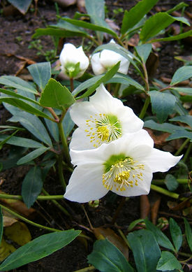 3. Helleborus