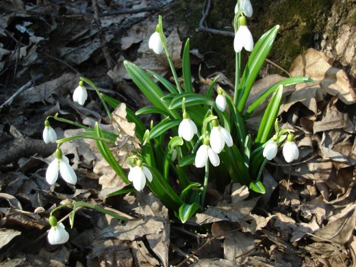 Snowdrops. The shot was in the forest in natural surrounding