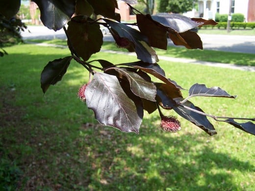 Despite her desperate condition, the magnificent copper beech is attempting one last time to make seeds. She has not had fertile seeds for more than 10 years. Despite her desperate condition, the magnificent copper beech is attempting one last time to make seeds. She has not had fertile seeds for more than 10 years.