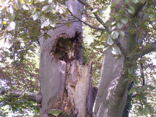 The part of the tree we try not to look at because it underlines the helplessness and hopelessness of saving her. The part of the tree we try not to look at because it underlines the helplessness and hopelessness of saving her.