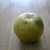 Grapefruit Grapefruit