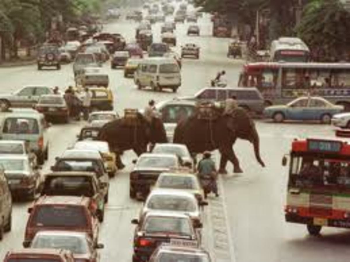 Elephants making there way through Bankok traffic