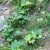 Pumpkin vine Pumpkin vine