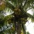 Coconut tree Coconut tree