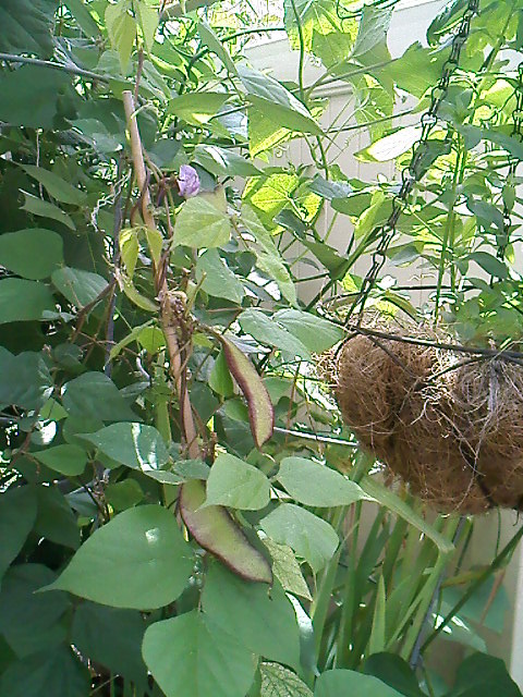 Hyacinth bean.