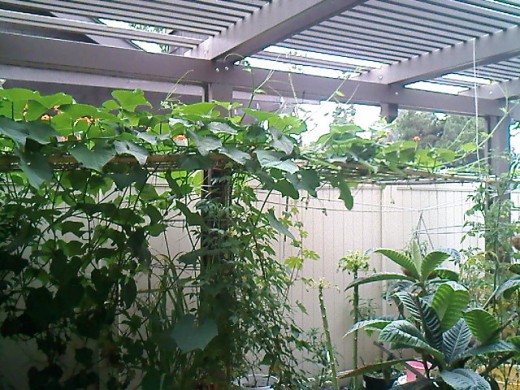 View of the patio from the inside, with the chayote almost at the end of its trellis. The loquat tree can also be seen on the right side.