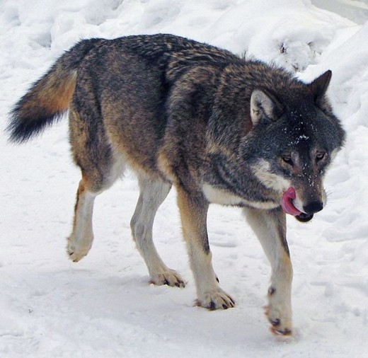 Does your dog have an inner wolf?
