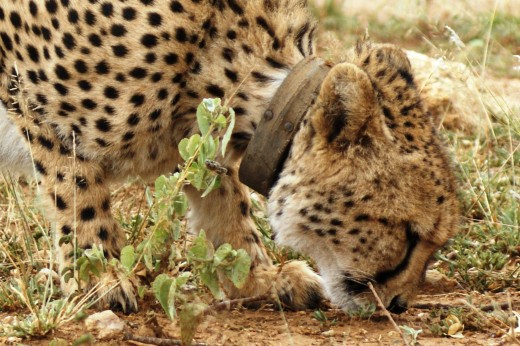 Cheetah - Mkuzi