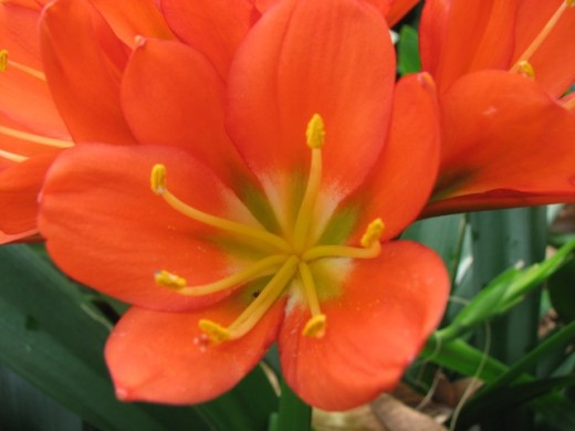 These bright orange Clivia flowers were in full bloom during Spring at the Mount Coot-tha Botanical Gardens.