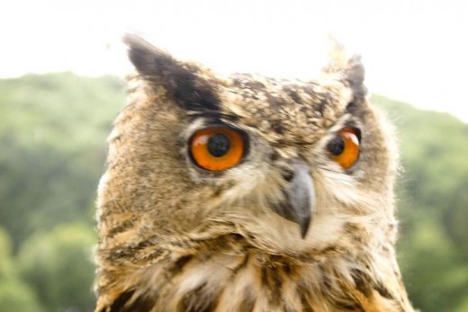 Owls symbolize wisdom because they seem capable of seeing everything with their huge eyes and ability to see behind them. But knowing what's there isn't enough to make good decisions.