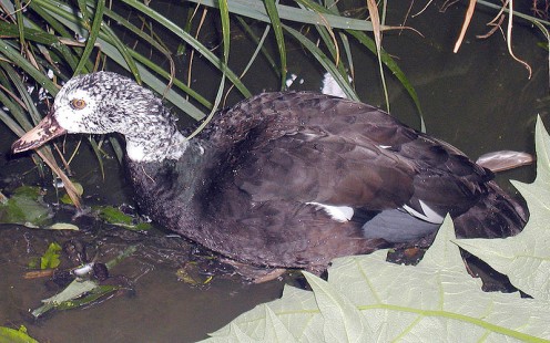WHITE  WINGED DUCK