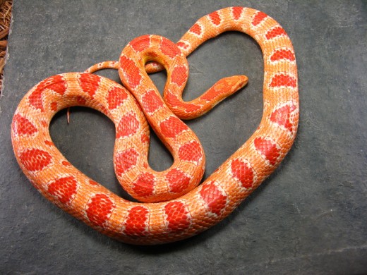 Albino Corn Snake