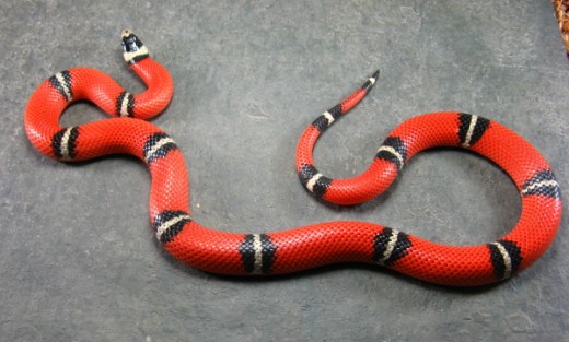 Sinaloan Milk Snake