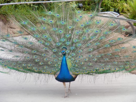 Animal friend at the San Diego Zoo.