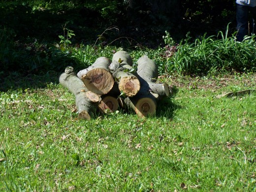 The beautiful patterns in the wood can be seen in these logs. The beautiful patterns in the wood can be seen in these logs.