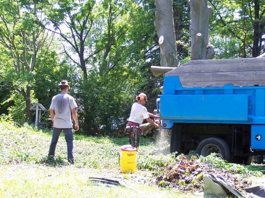 Trimming logs that are too long for the truck. Trimming logs that are too long for the truck.