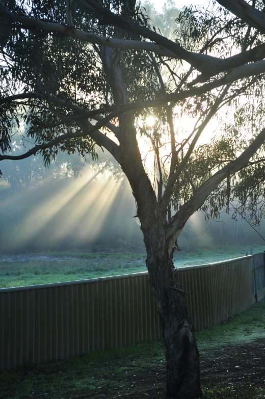 A place of soft days, where the morning quietly clear its throat with the whipbird's duet and kookaborra's glee...