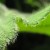 Macro shot of a geranium leaf, with a blurred background. Midday lighting - Macro shot of a geranium leaf, with a blurred background. Midday lighting -