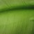 Macro photograph of an indoor houseplant. Macro photograph of an indoor houseplant.