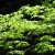 Dappled light in a forest, Nikko, Japan. Dappled light in a forest, Nikko, Japan.