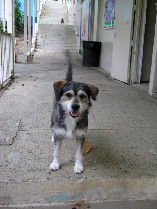 a dog chased me all the day.