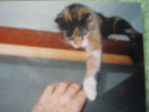 Sheba as a kitten defying my efforts to get her down to my level
