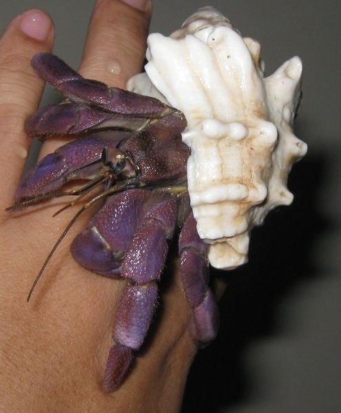 The first time a crab walks on your hand may feel strange, but it is a neat experience.