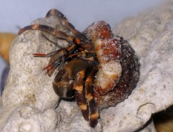 The Lost Hermit Crab - A True Story