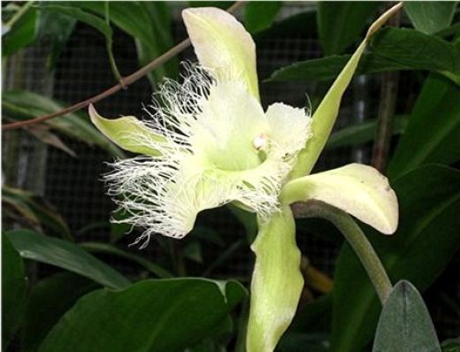 Can I Use Orchid Plant Food For Other Plants Can I Use Orchid Plant Food For Other Plants