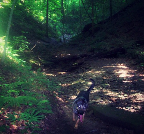 Fiona trail running in Indiana.