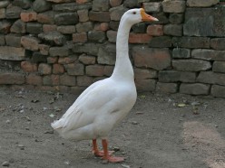 The Legend of the First Goose