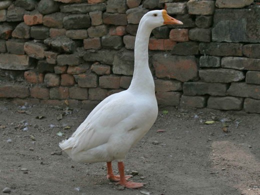 Why do geese have long necks?