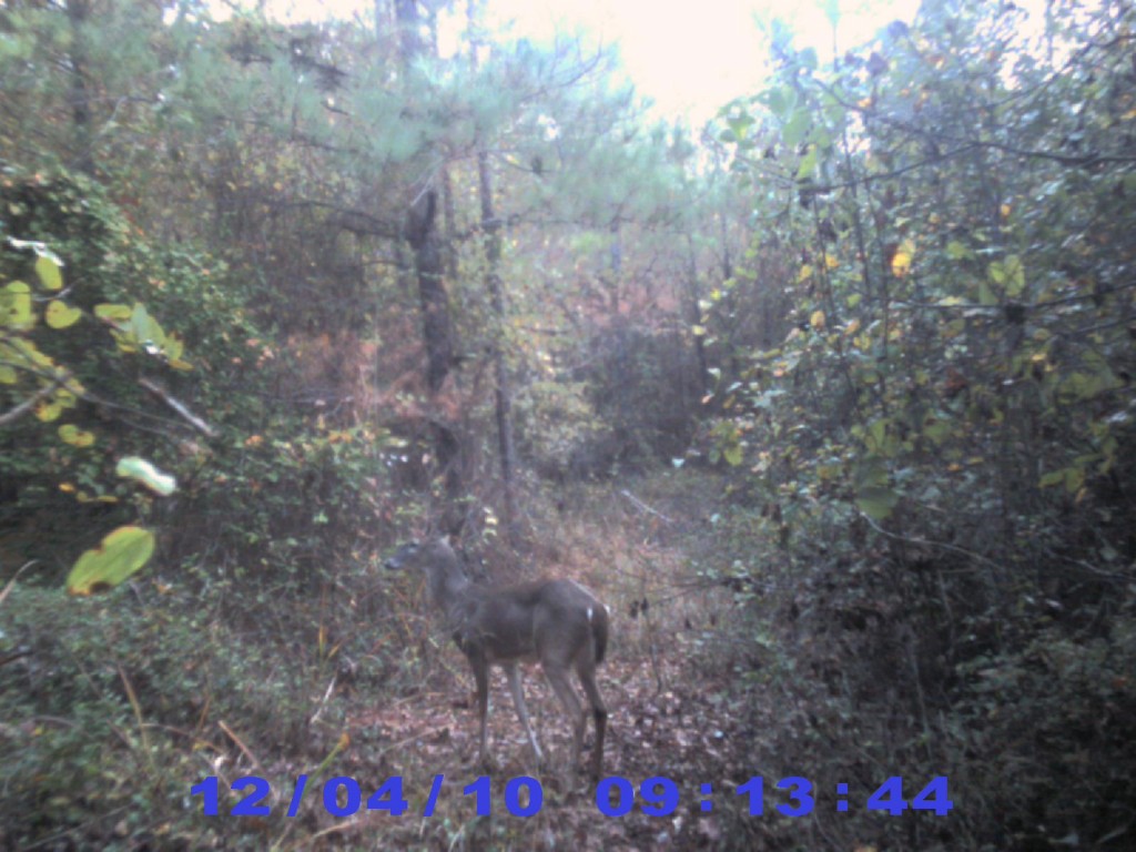 Tree Stand Placement hubpages