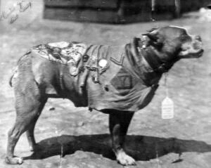 Sergeant Stubby with his chamois coat and medals.