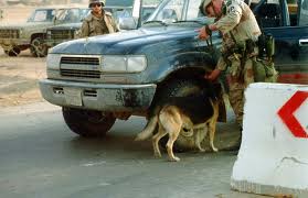 Jupiter searching a vehicle for IEDs in Saudi Arabia.