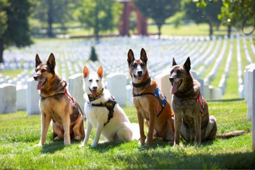 Recipients of the Military Working Dog Service Award.