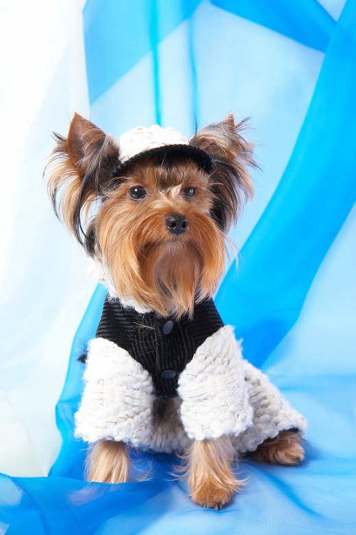 YORKSHIRE TERRIER by Irinasafronova Yorkshire Terrier in the jacket and cap