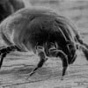 How to Get Rid of Dust Mites in Your House | 10 Great Tips