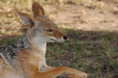 Ancient Egyptian Jackal Spirit Guide Ancient Egyptian Jackal Spirit Guide