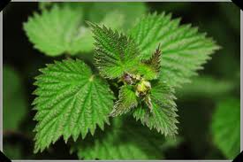 A natural ingredient that promotes hair growth