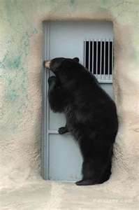 Knock-knock. "Who's there?" Your neighbor. Keep the noise down, I'm trying to hibernate.