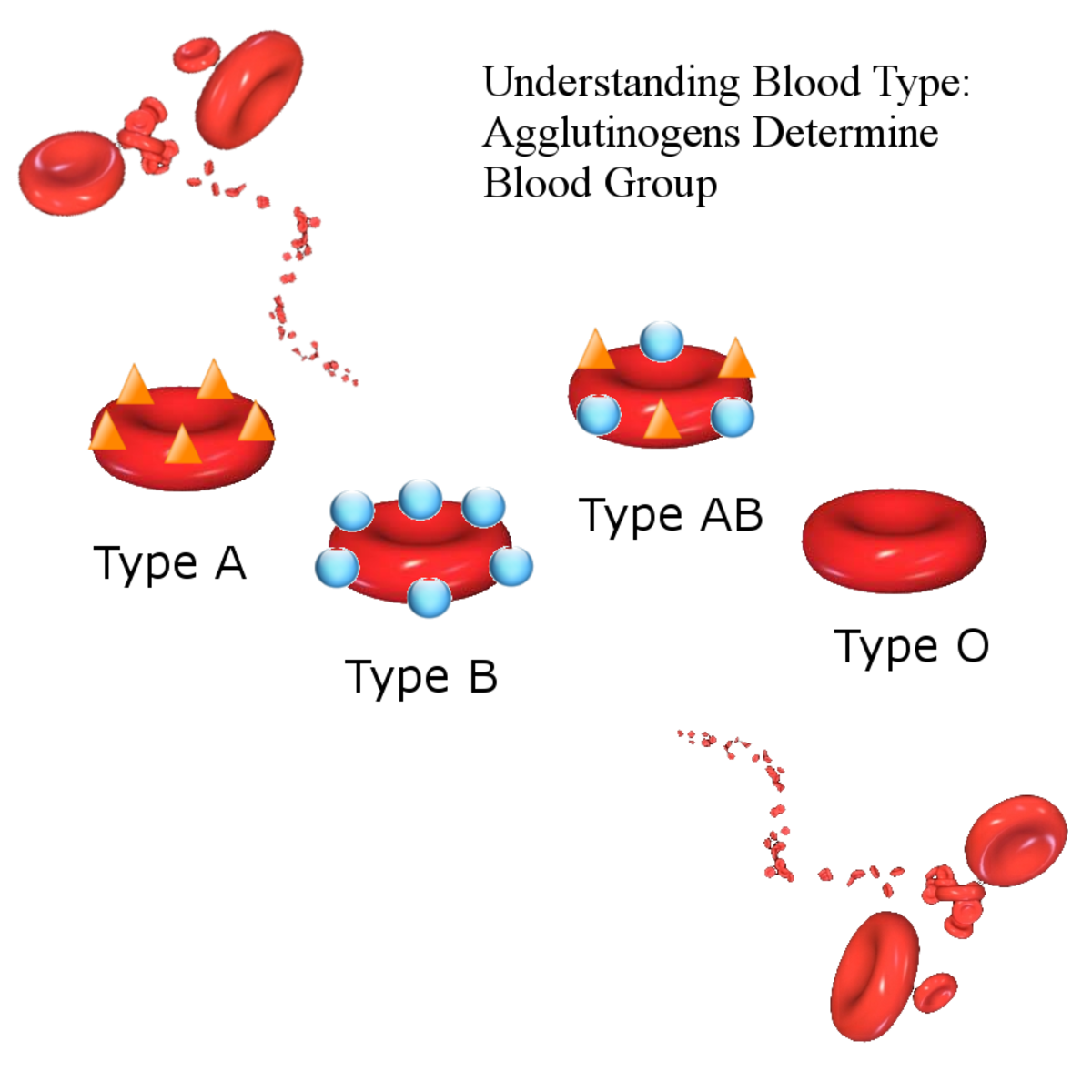 Blood Type Chart Biology