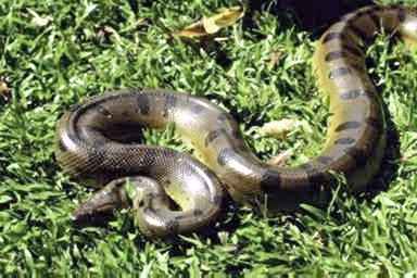 The giant anaconda which routinely reaches lengths of 20 feet. 