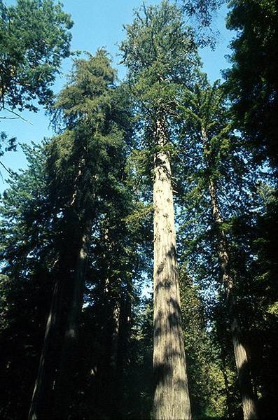 The redwoods that grown on the Californian coastline grow to such impressive heights because of the amount of moisture they receive in the form of mist from the ocean.