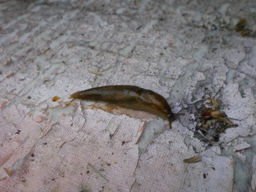 One variety of garden slug.