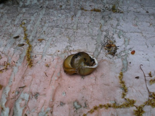 Snail just crawled out of its shell and is exploring the outside of it.