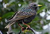 Starlings love all kinds of worms, caterpillars, slugs and snails!