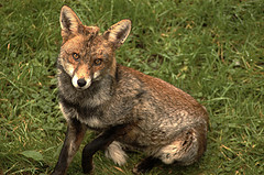 Foxes are very fond of grubs, slugs and snails.