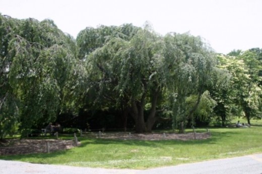 Arboretum shaded picnic area
