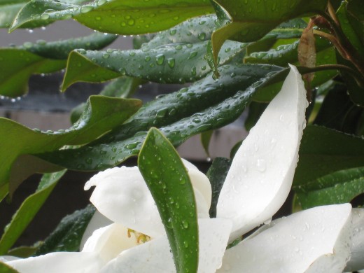 Magnolia, which my Dad loved so much, glistens amongst its leaves, refreshed after the rain